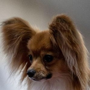 Meet your Posher, Donna